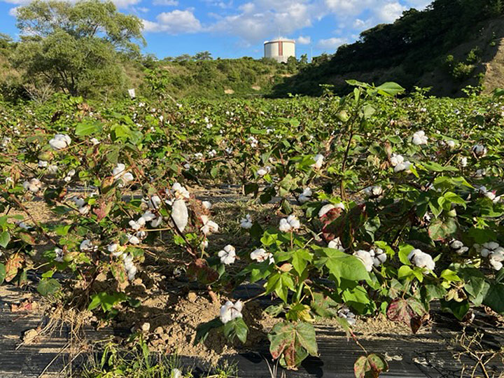  綿花畑コットンボールが大きくなってきました。