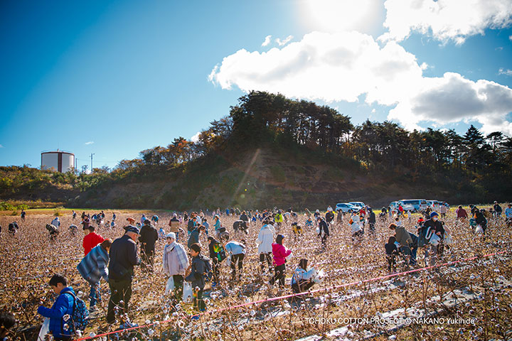 「綿摘み収穫祭」盛大に開催されました。。