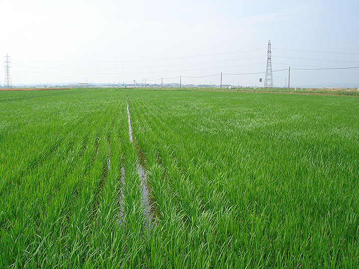 本格的な夏の到来を感じさせる季節となりました。