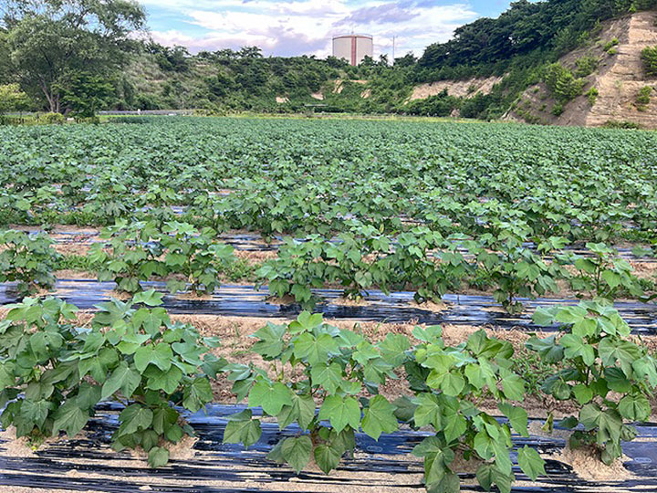 綿花畑はまもなく花の時期を迎えます。