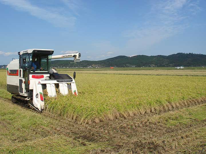 稲刈り作業が最盛期を迎えています。