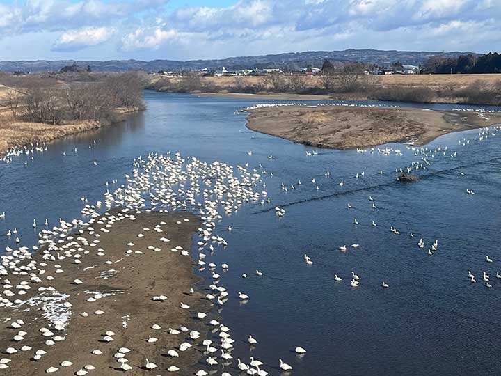 まもなく旅立つ白鳥の群れ