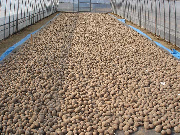 ジャガイモの芽出し作業が始まりました。